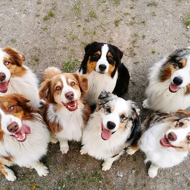 seven Australian Shepherds sitting on the ground while looking up and smiling