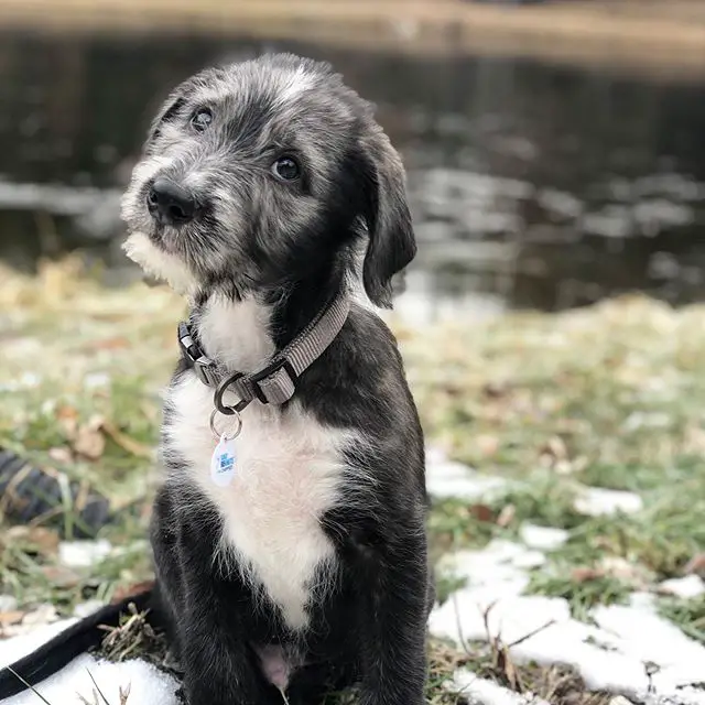 An Irish Wolfhound puppy sitting by the lake