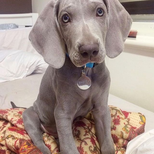 A Weimaraner puppy sitting on the bed