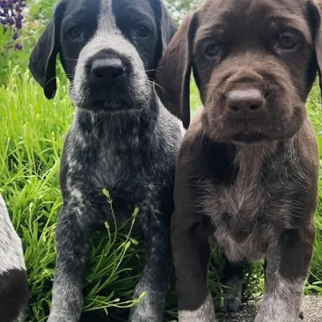 two Pointer puppies sitting on the grass with their sad faces