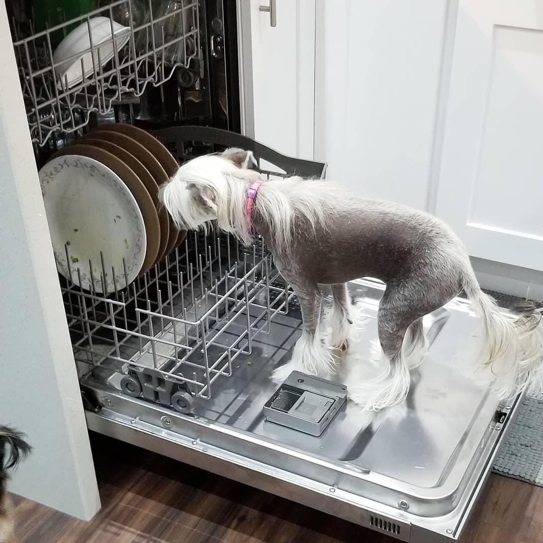 A Chinese Crested Dog licking the dishes inside the whirlpool dishwasher
