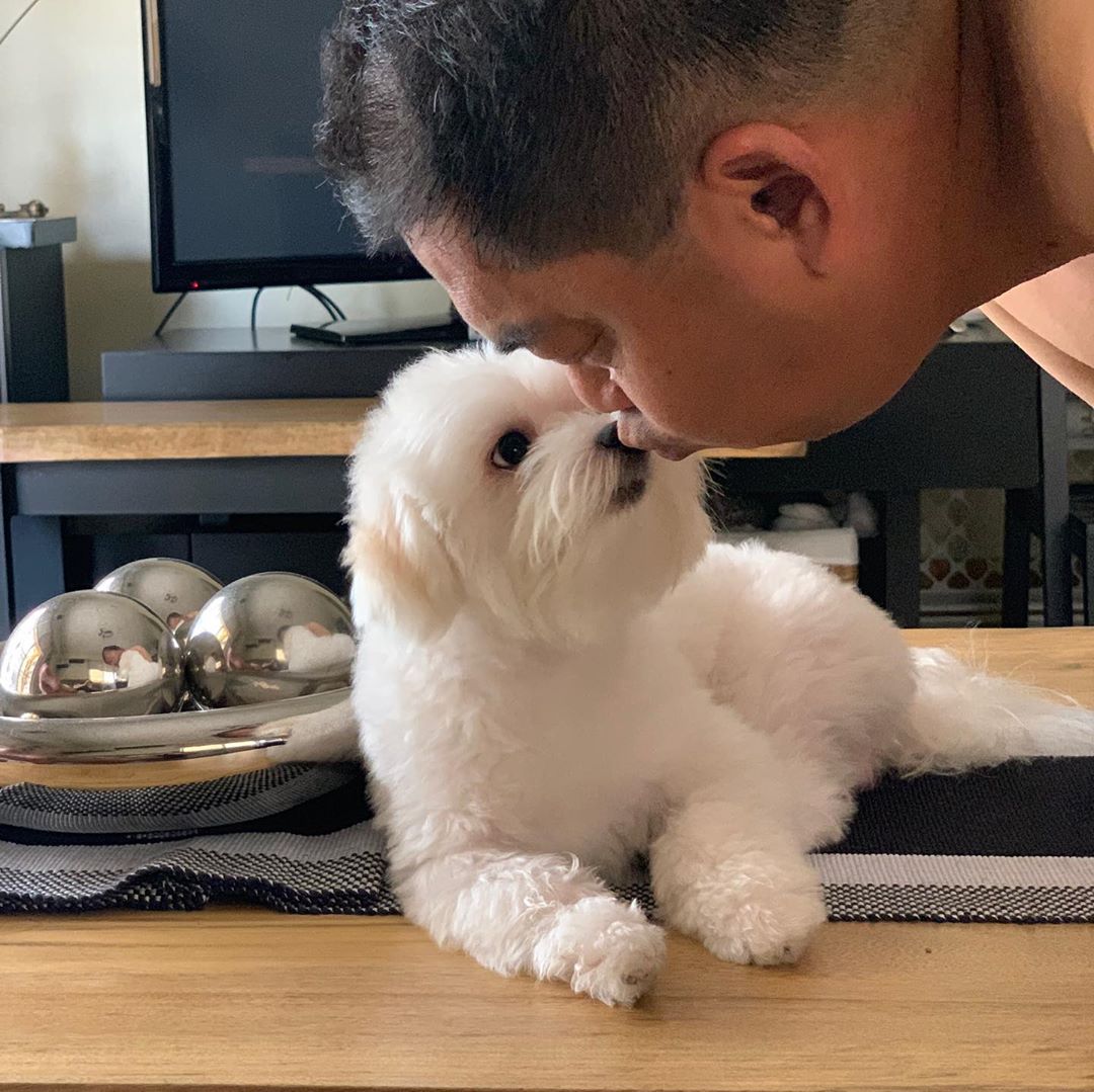 A man kissing the Maltese lying on top of the table