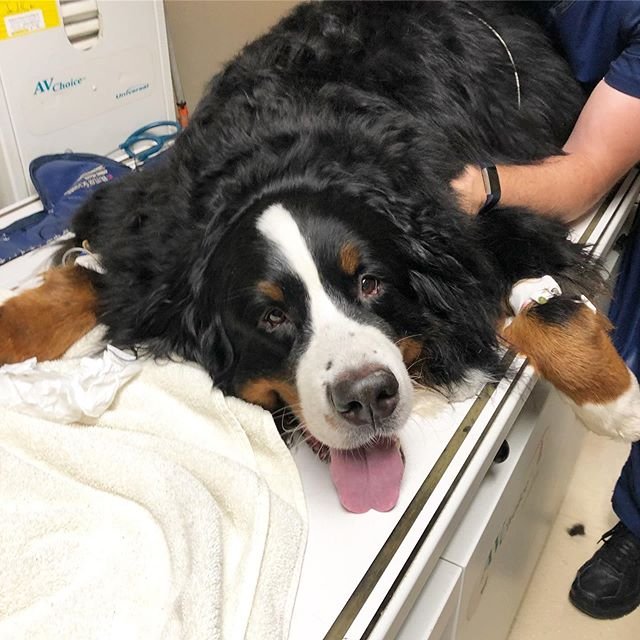 Bernese Mountain lying down on the bed