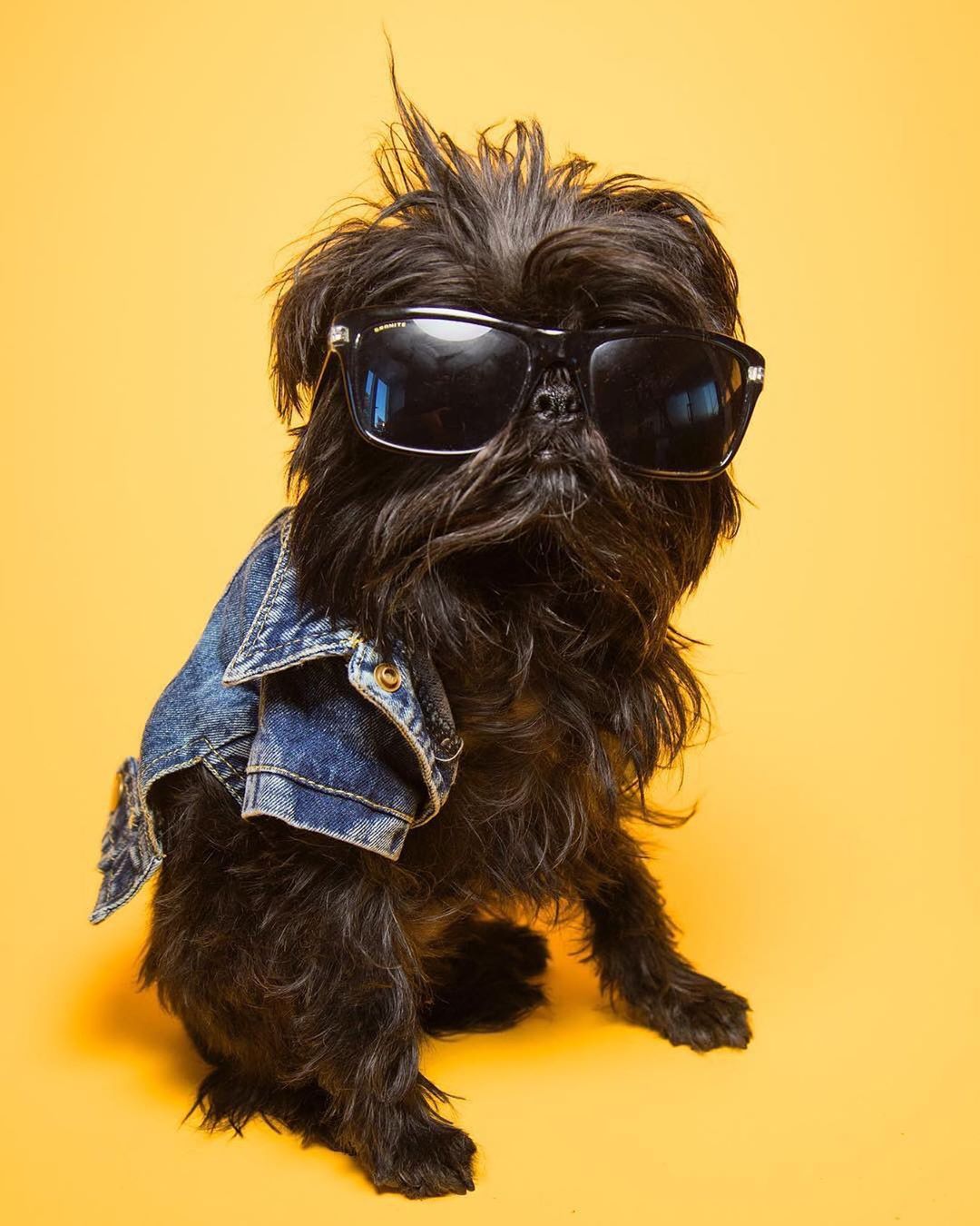 A Affenpinscher wearing denim jacket and sunglasses while sitting in a yellow background