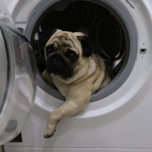 pug dog inside a washing machine