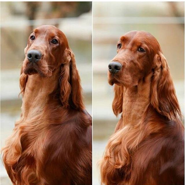 two photos of a brown Irish Setter