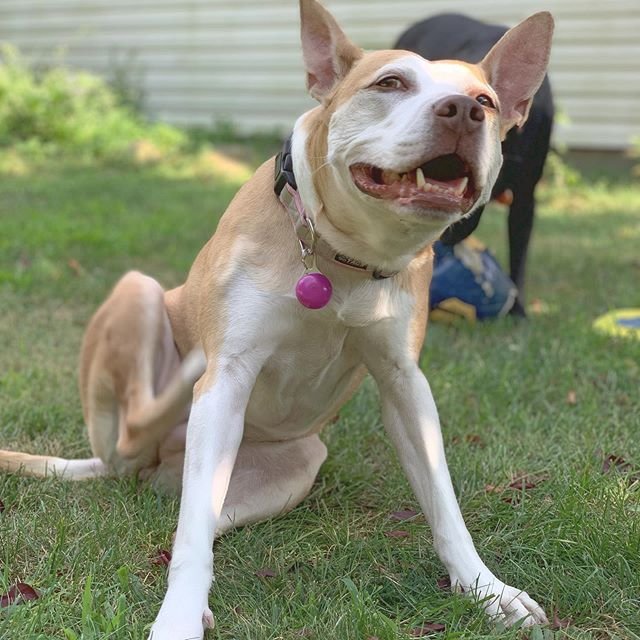 A Basenji licking its front leg while sitting on the grass
