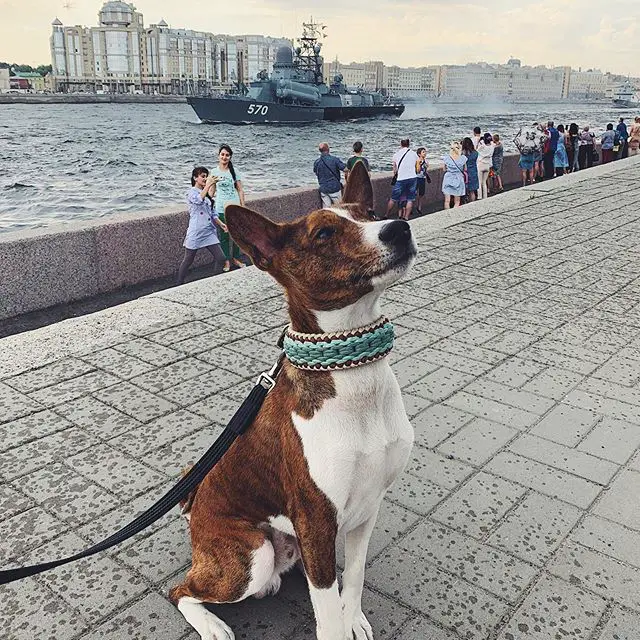 a Basenji sitting on the pavement at the park with the view of the ocean, buildings, and a boat behind him