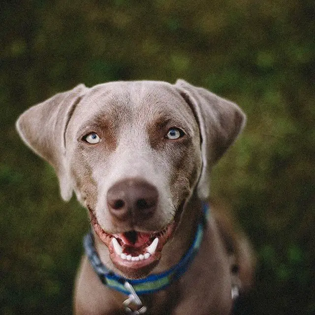 A Weimaraner sitting on the grass while smiling