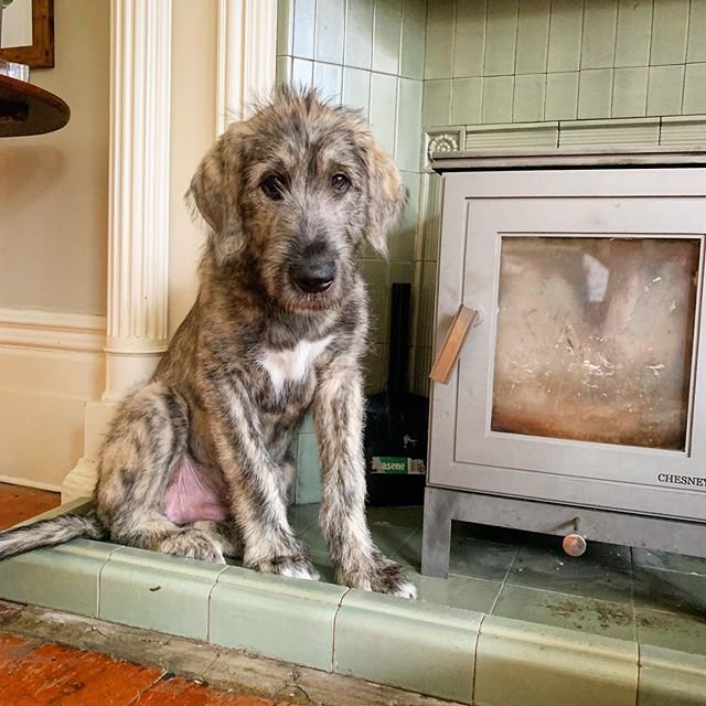 An Irish Wolfhound sitting on the floor
