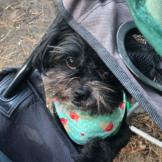 A Affenpinscher inside a bag