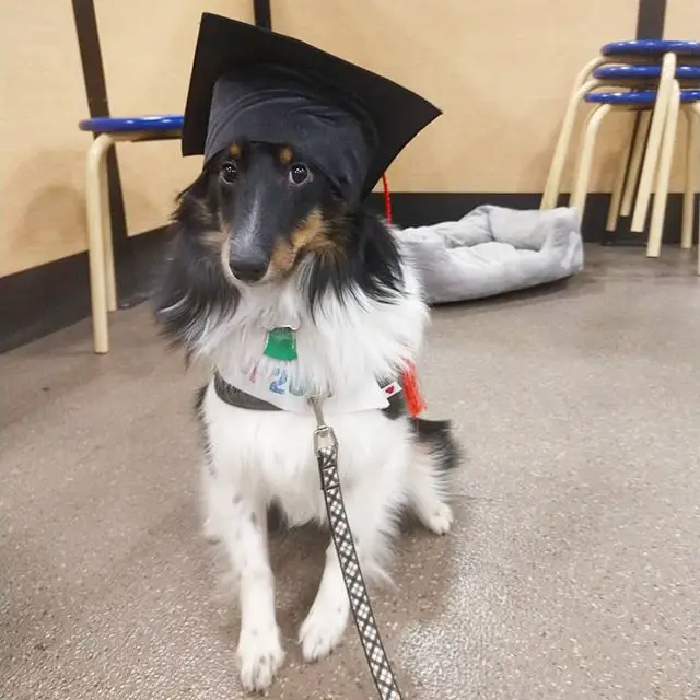 A Sheltie wearing a graduation outfit while sitting on the floor
