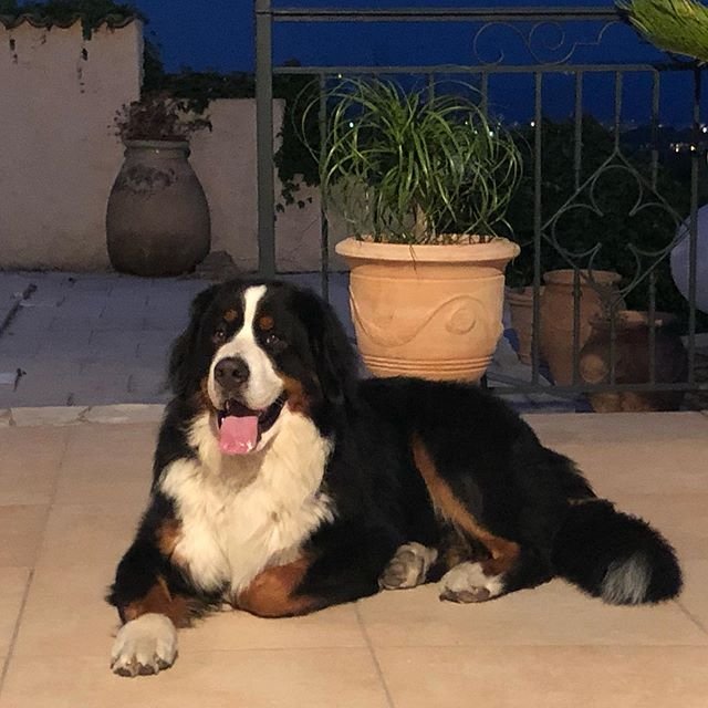 Bernese Mountain dog lying on the floor