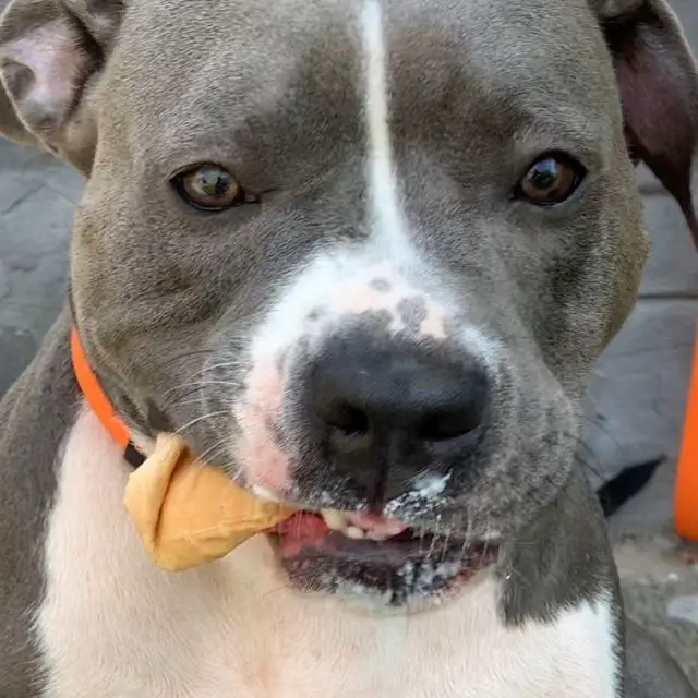 An American Staffordshire Terrier with food in its mouth while sitting on the wooden floor