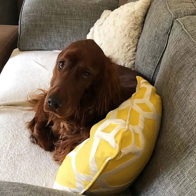 An Irish Setter lying on the couch with its sad face