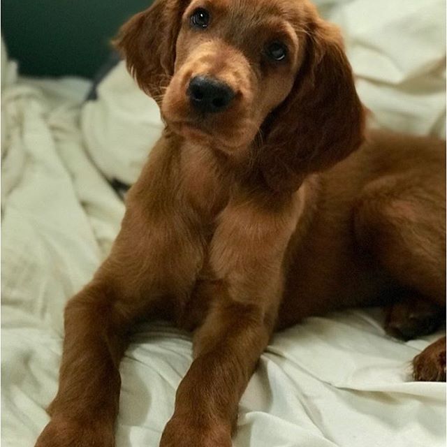 An Irish Setter puppy lying on the bed
