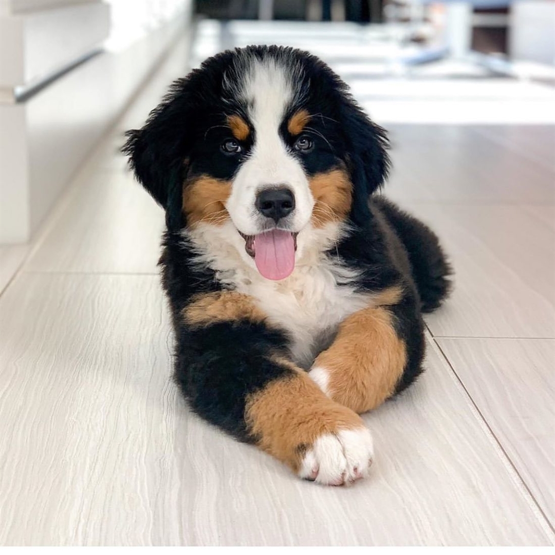 Bernese Mountain puppy lying on the floor