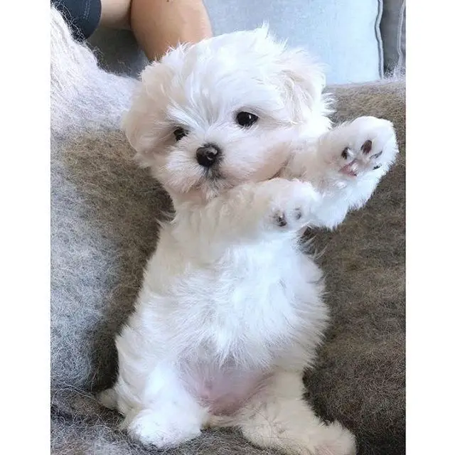 A Maltese puppy sitting on the couch with its paws up