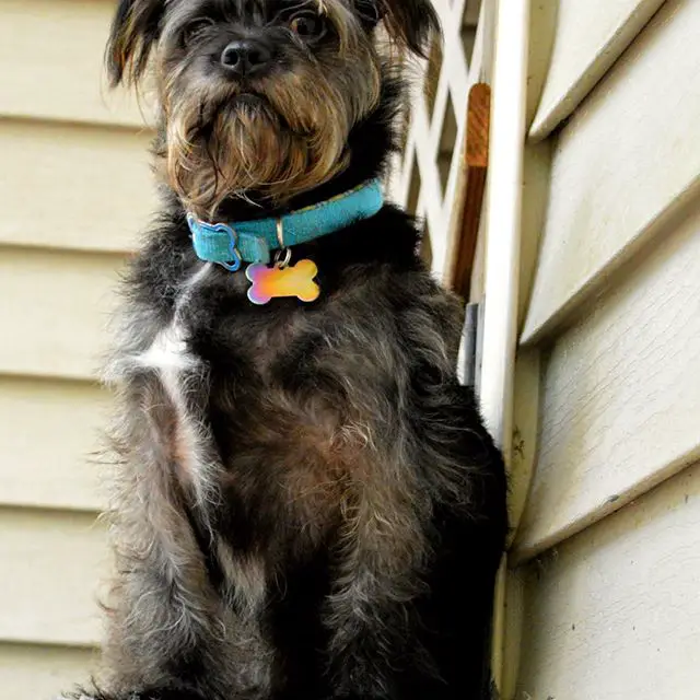 A Affenpinscher sitting by the wall while staring