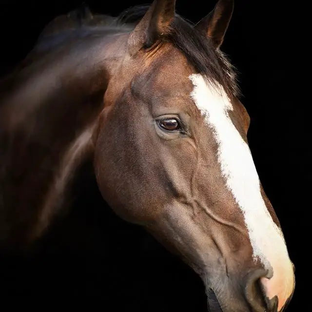 A brown and white Horse in an isolated black background