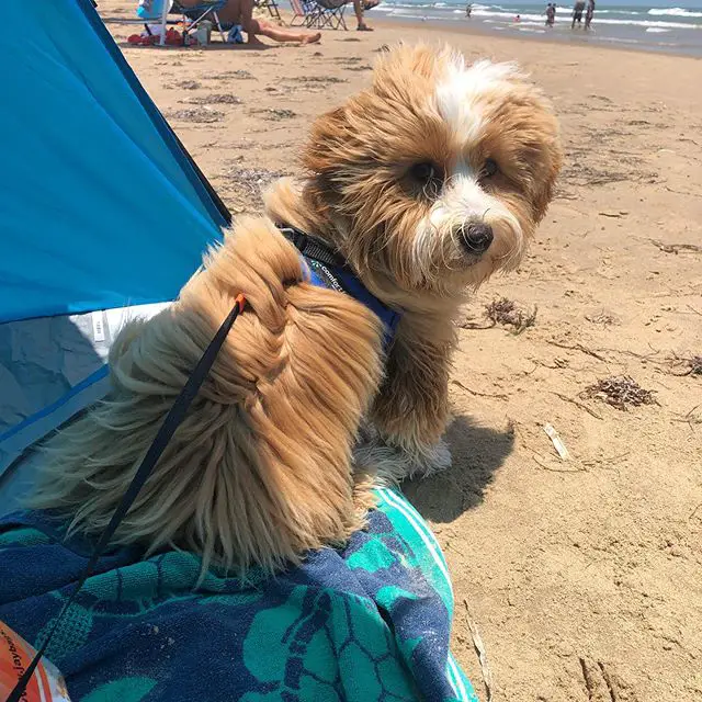 Havanese with gold and white fur sitting on the blanket by the beach