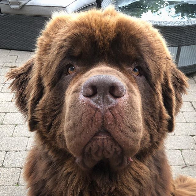 A brown Newfoundland sitting on the pavement