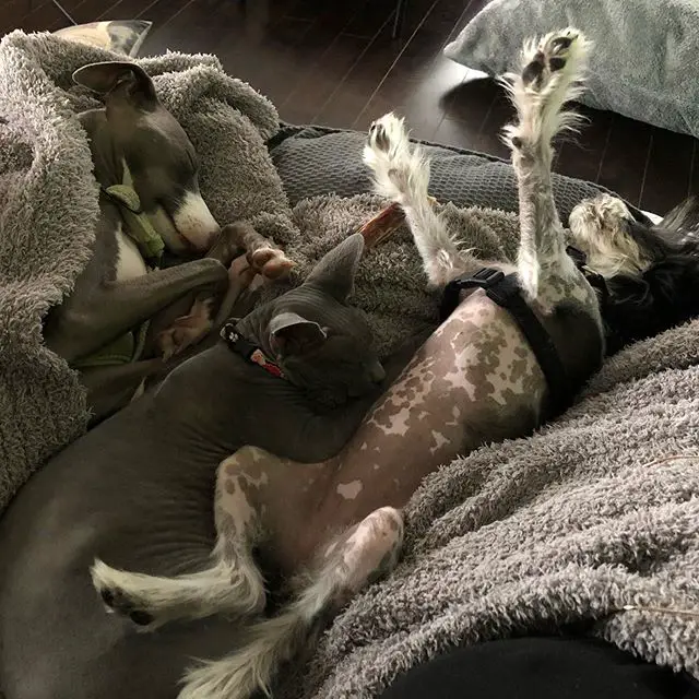 A Chinese Crested Dog sleeping on the bed with its paws raised up