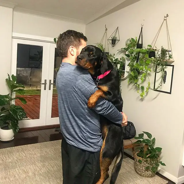 a man carrying his Rottweiler puppy like a baby