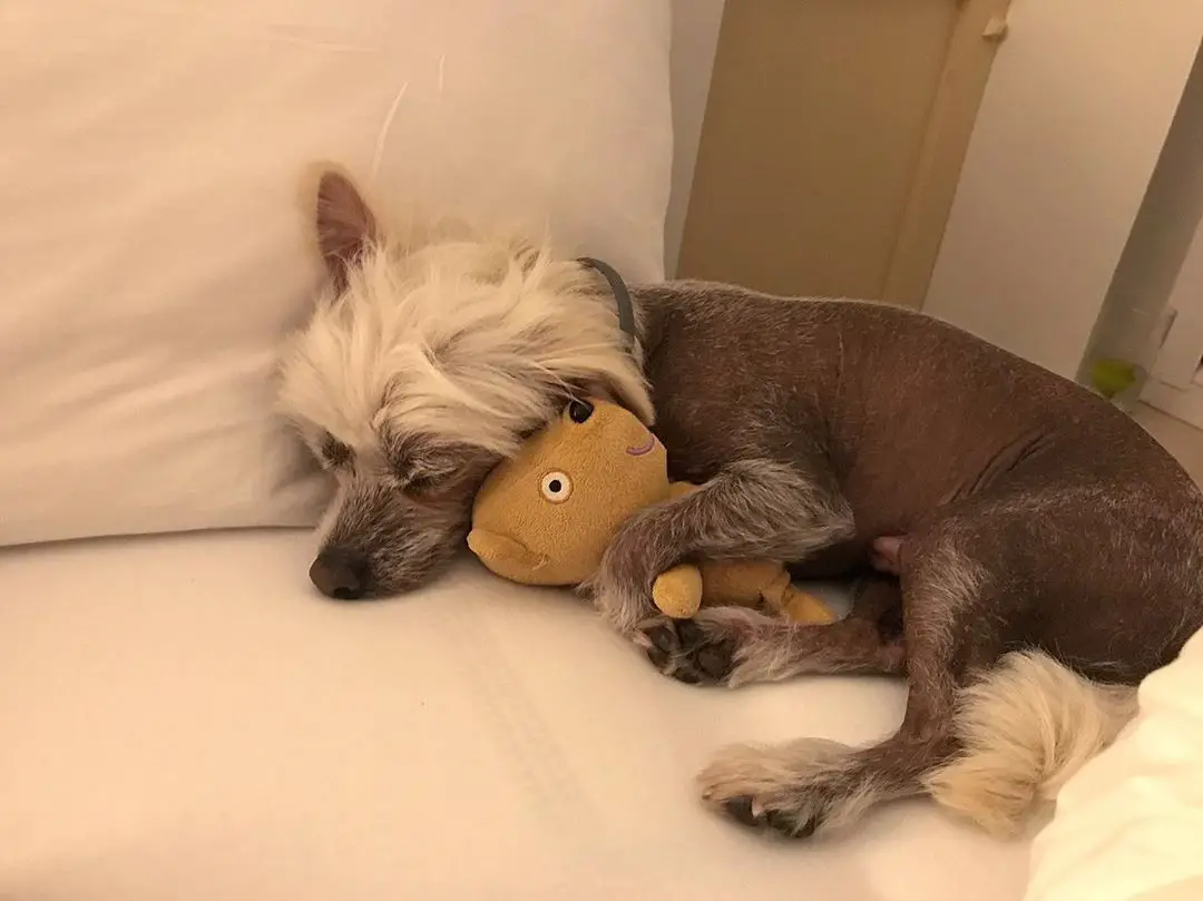 A Chinese Crested Dog sleeping on the bed while hugging a stuffed toy