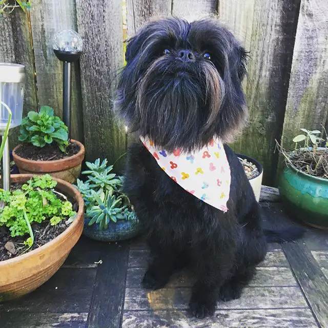 A Affenpinscher wearing a scarf while sitting on the wooden floor with potted plants behind him
