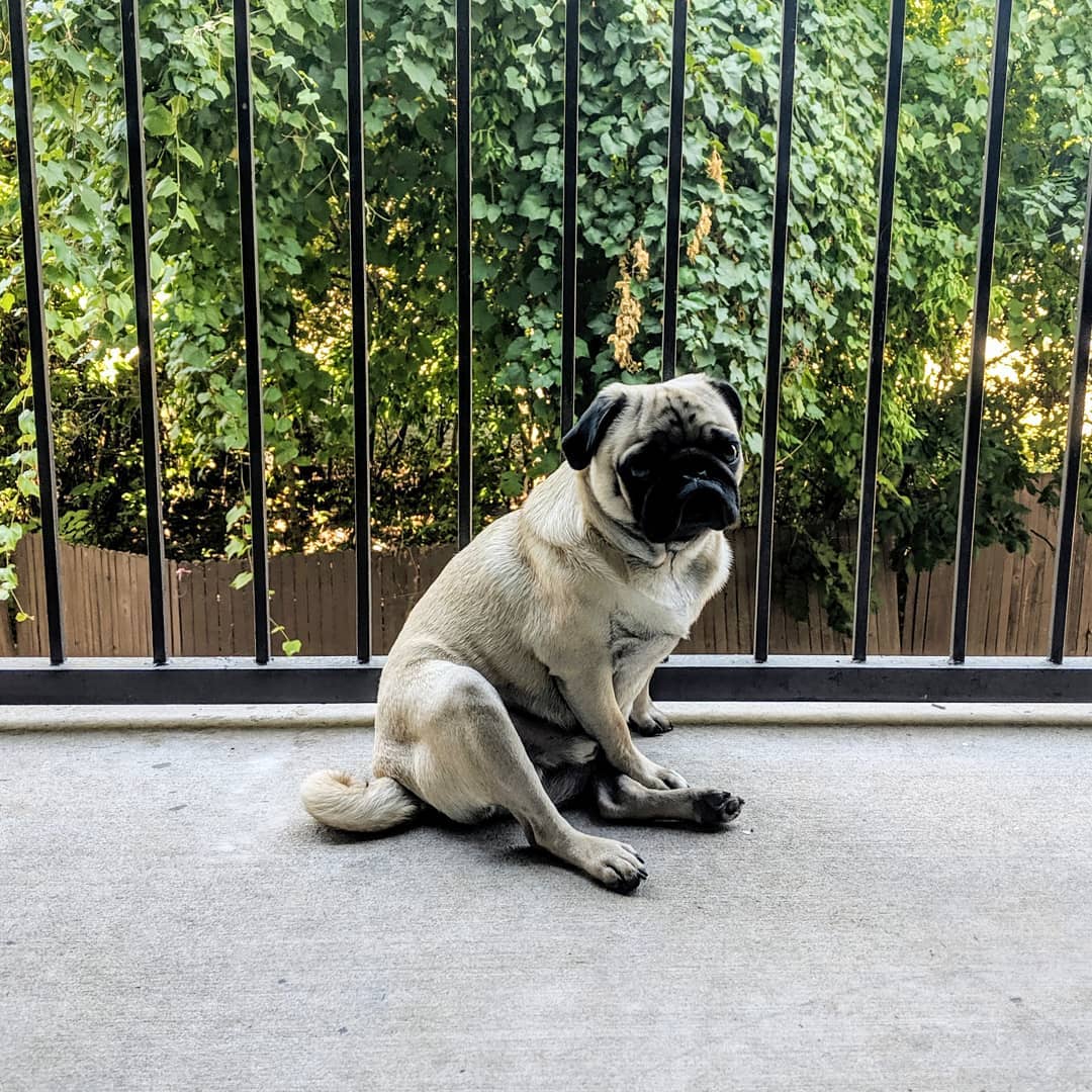 pug sitting on the floor in the balcony