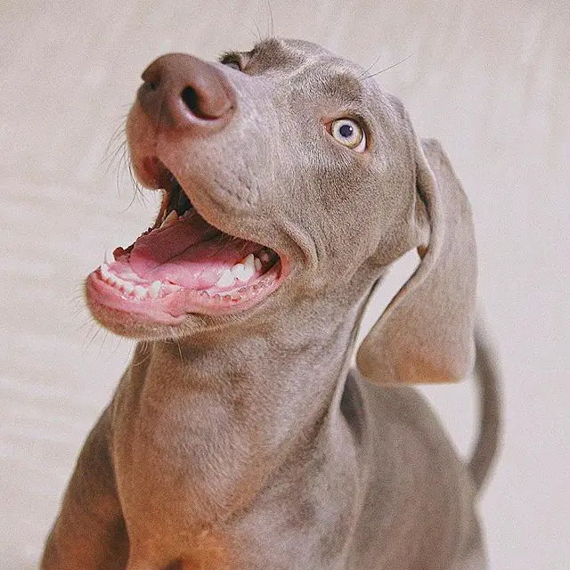A Weimaraner sitting on the floor while looking up and smiling