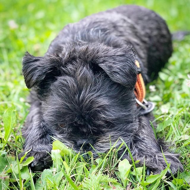 A Affenpinscher lying down while sleeping on the grass