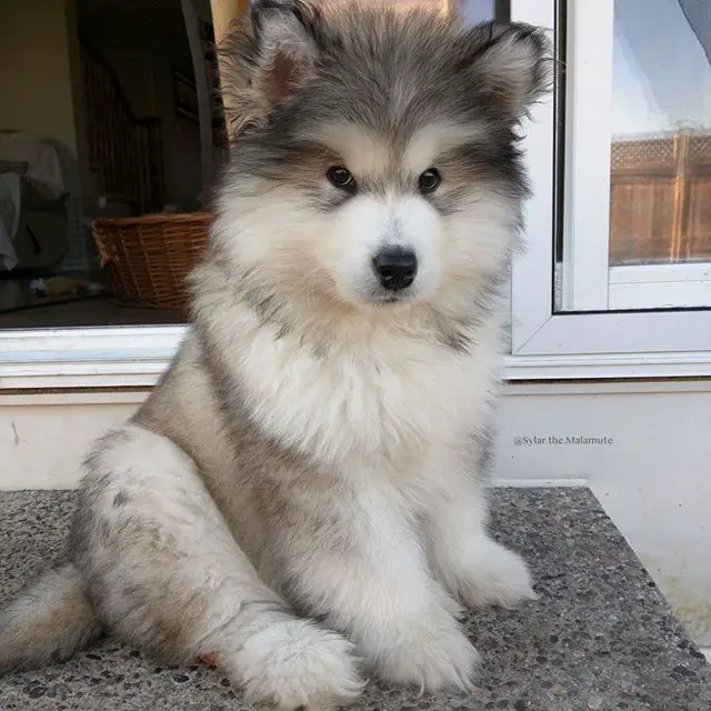 A Alaskan Malamute puppy sitting on top of the table