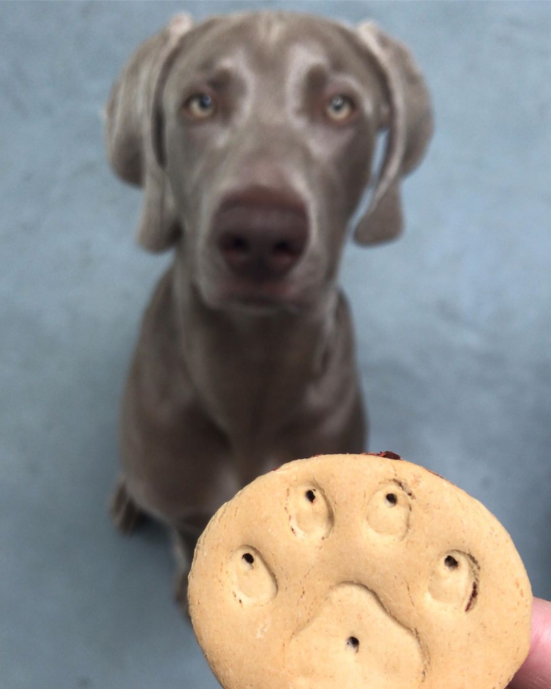 A Weimaraner sitting on the floor with its begging face behind the treat in the hand of a person