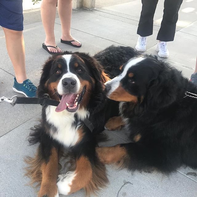 two Bernese Mountain dogs lying on the floor
