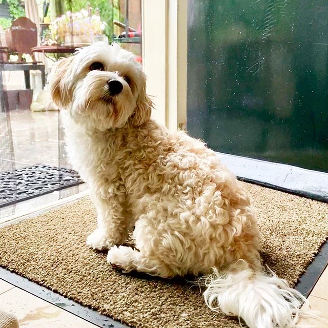 cream Havanese sitting on the carpet while looking up with its curious face