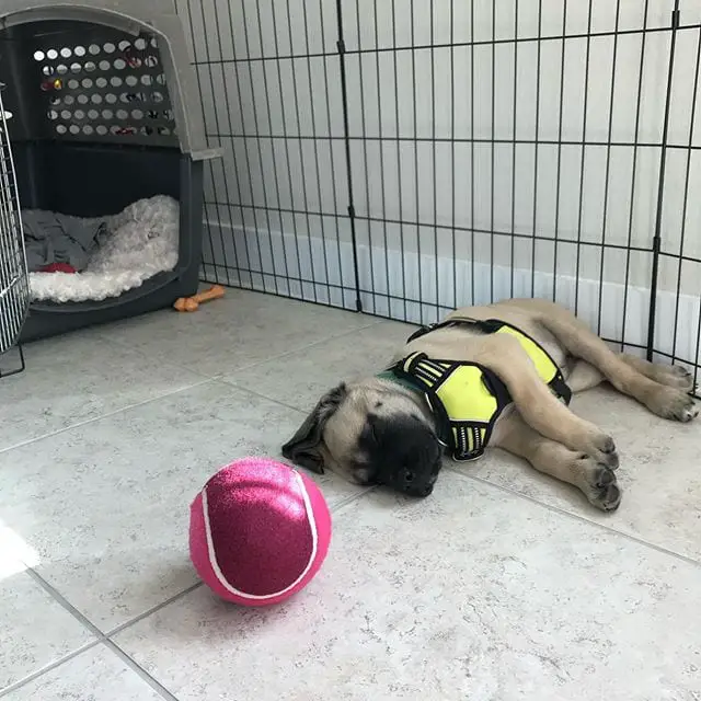 English Mastiff puppy sleeping on the floor