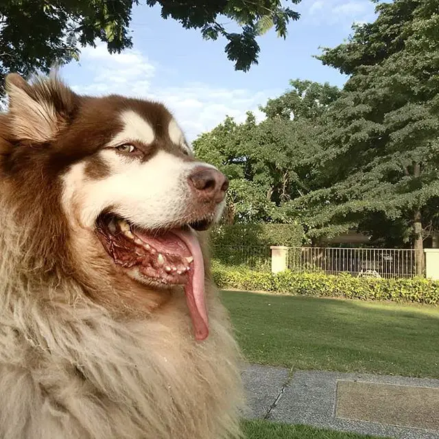 An Alaskan Malamute at the park while panting with its tongue out on the side of its mouth