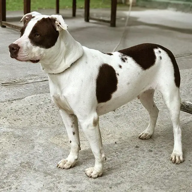 A American Staffordshire Terrier standing on the pavement