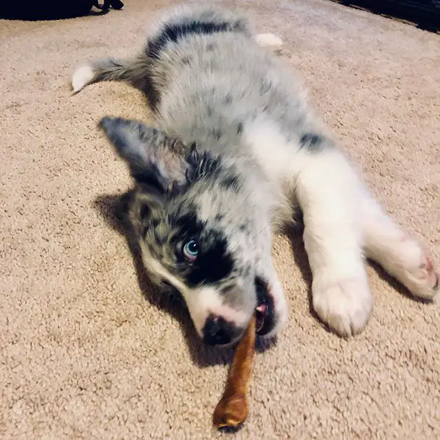 An Australian Shepherd puppy lying on the floor with a treat in its mouth