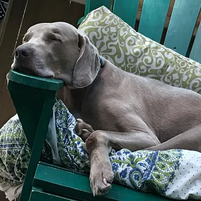 A Weimaraner lying on the chair with its face on top of the chair's arm