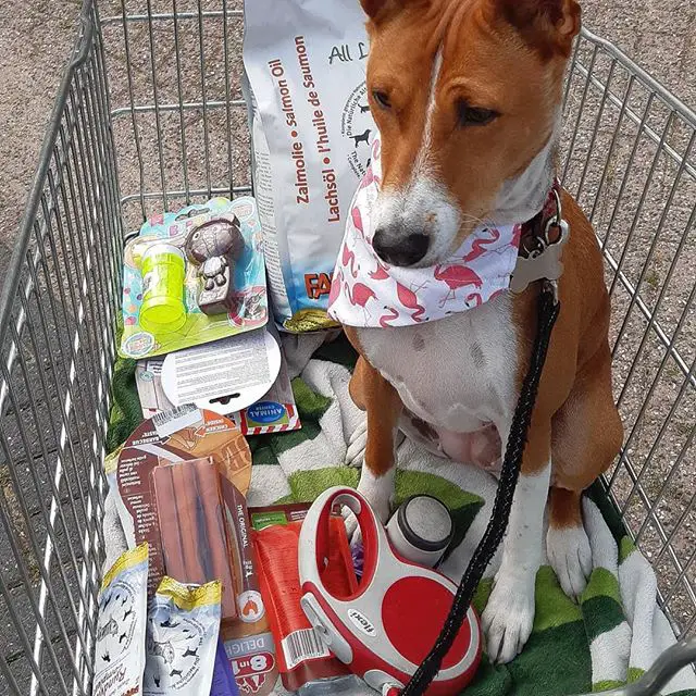 A Basenji sitting inside the grocery cart with its bought things