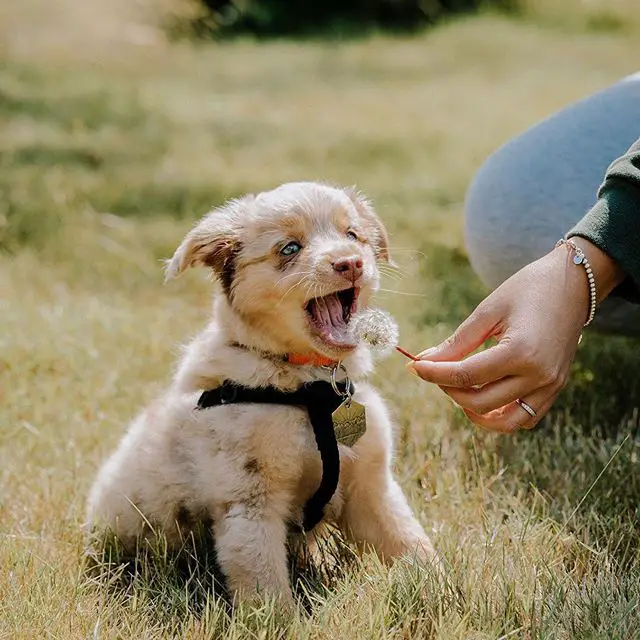 An Australian Shepherd puppy sitting on the grass while trying to eat a dandelion