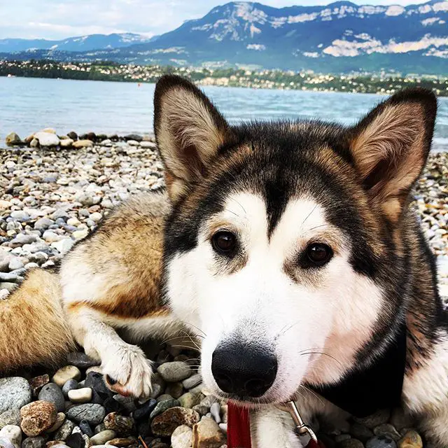 A Alaskan Malamute lying on the pebbles by the beach