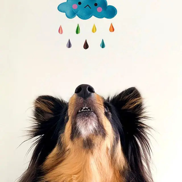 A Sheltie looking up with a clipart of a cloud raining with colorful raindrops