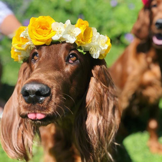 An Irish Setter wearing a flower crown while sitting on the grass under the sun