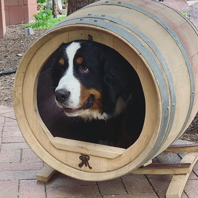 Bernese Mountain inside a barrel