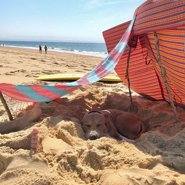 An American Staffordshire Terrier sleeping in the sand under the shade