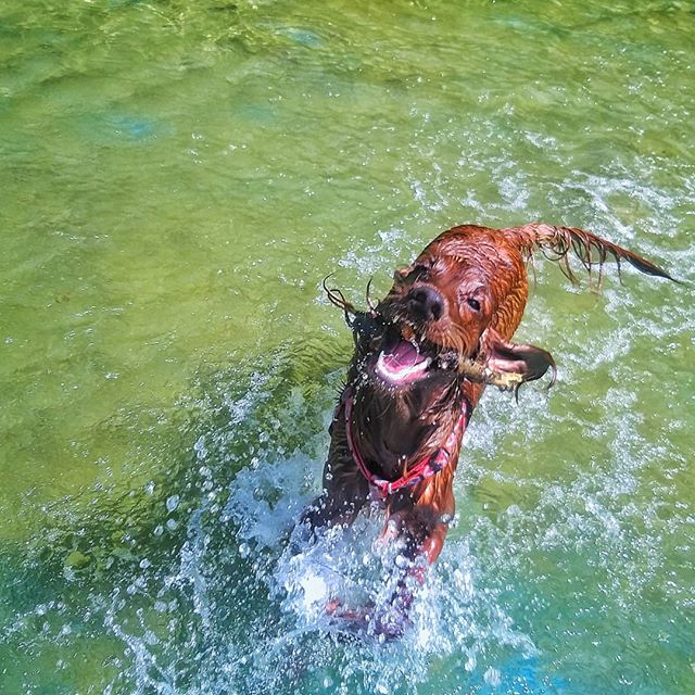 An Irish Setter playing in the water